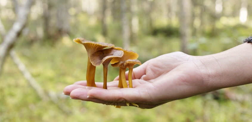 Närbild på trattkantareller som radas upp i en utsträckt hand.